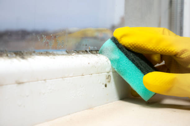 Best Bathroom Mold Remediation in Plano, KY